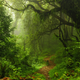 a lush forest
